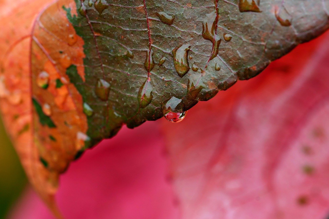 Setting Up a Rainwater Collection System